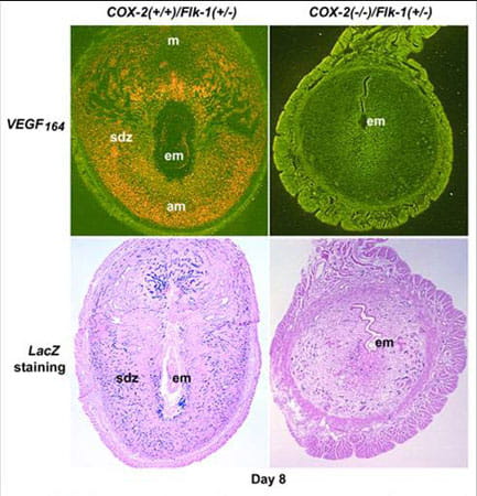 VEGF expression and angiogenesis are depressed at the implantation site in the absence of COX-2.